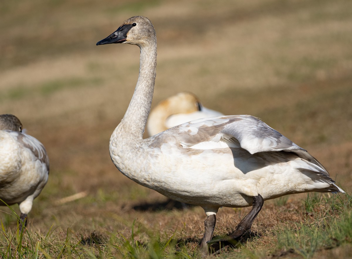 Trumpeter Swan - ML647396952