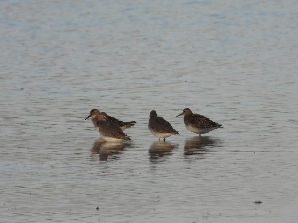 美洲尖尾濱鷸 - ML647396953