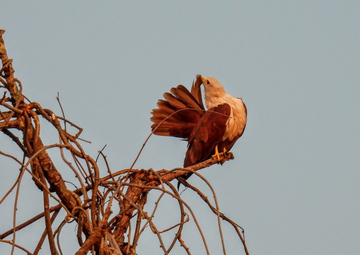 栗鳶 - ML647396955