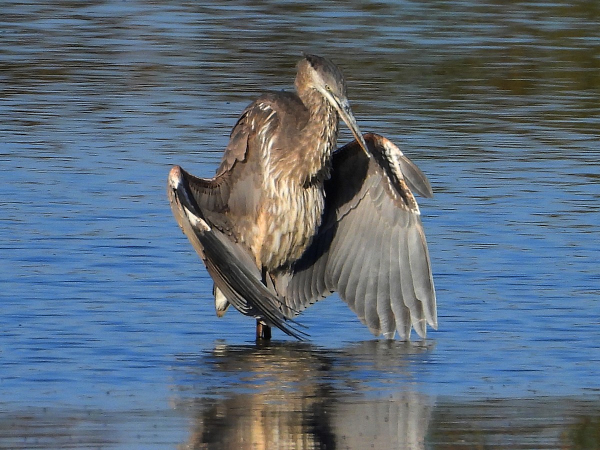 Great Blue Heron - ML647396957