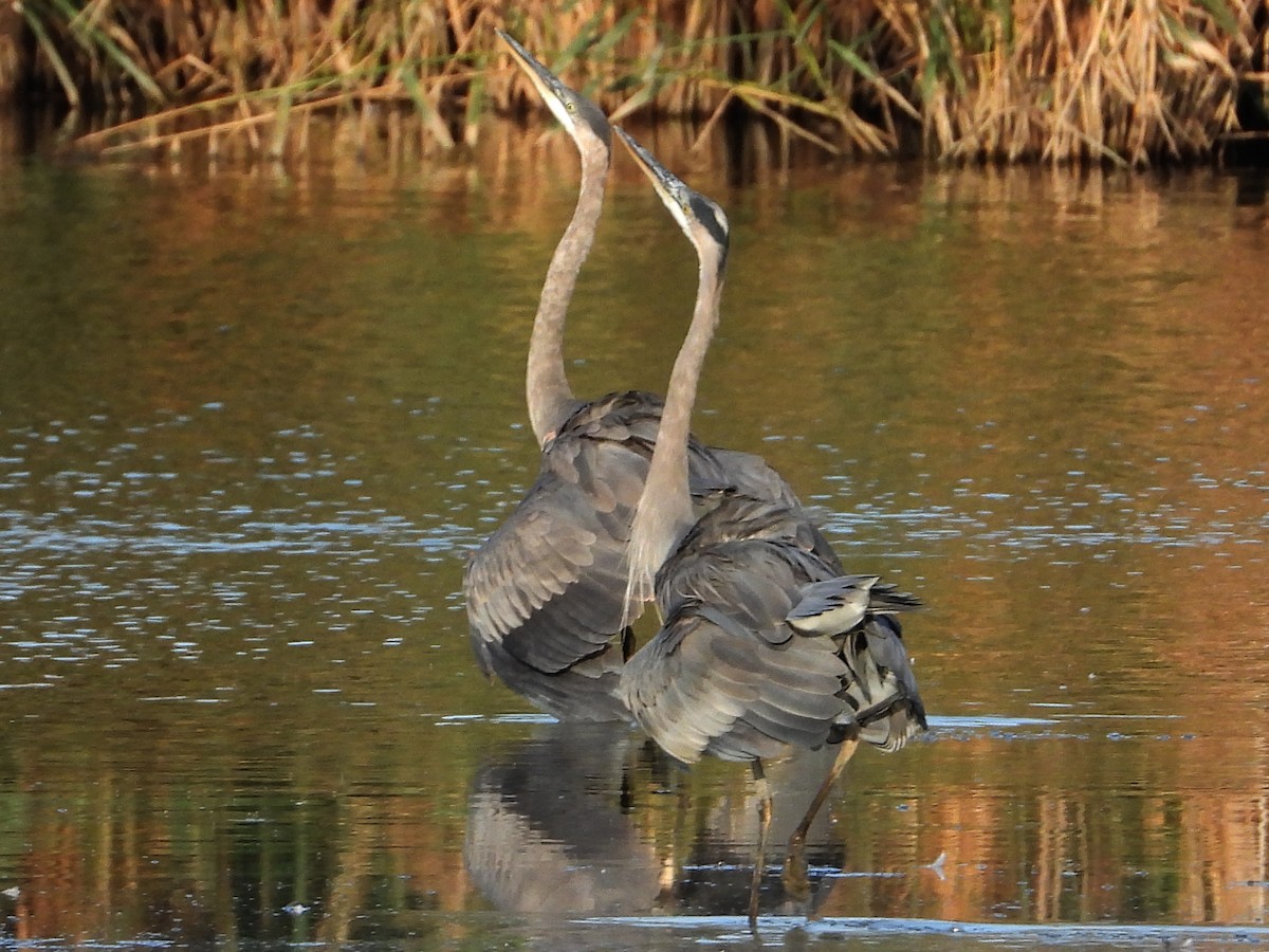 Great Blue Heron - ML647396958