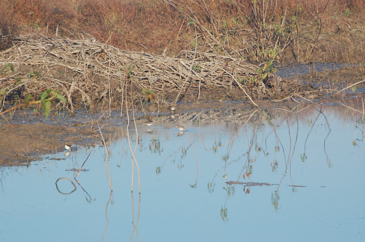 鷹斑鷸 - ML647396959