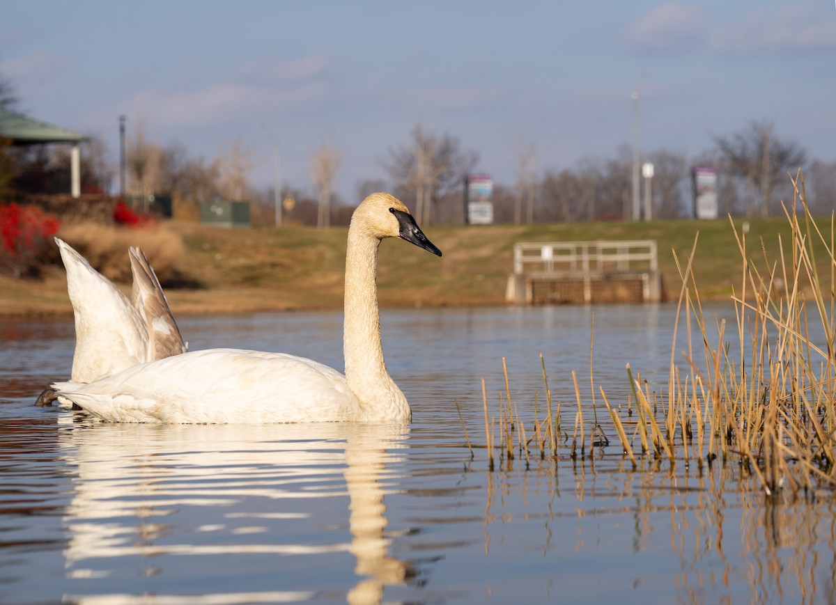 Trumpeter Swan - ML647396960