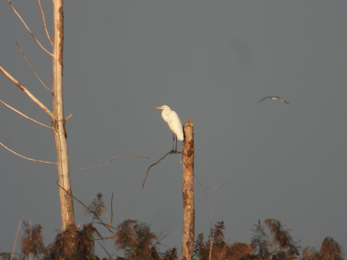 大白鷺 - ML647396961