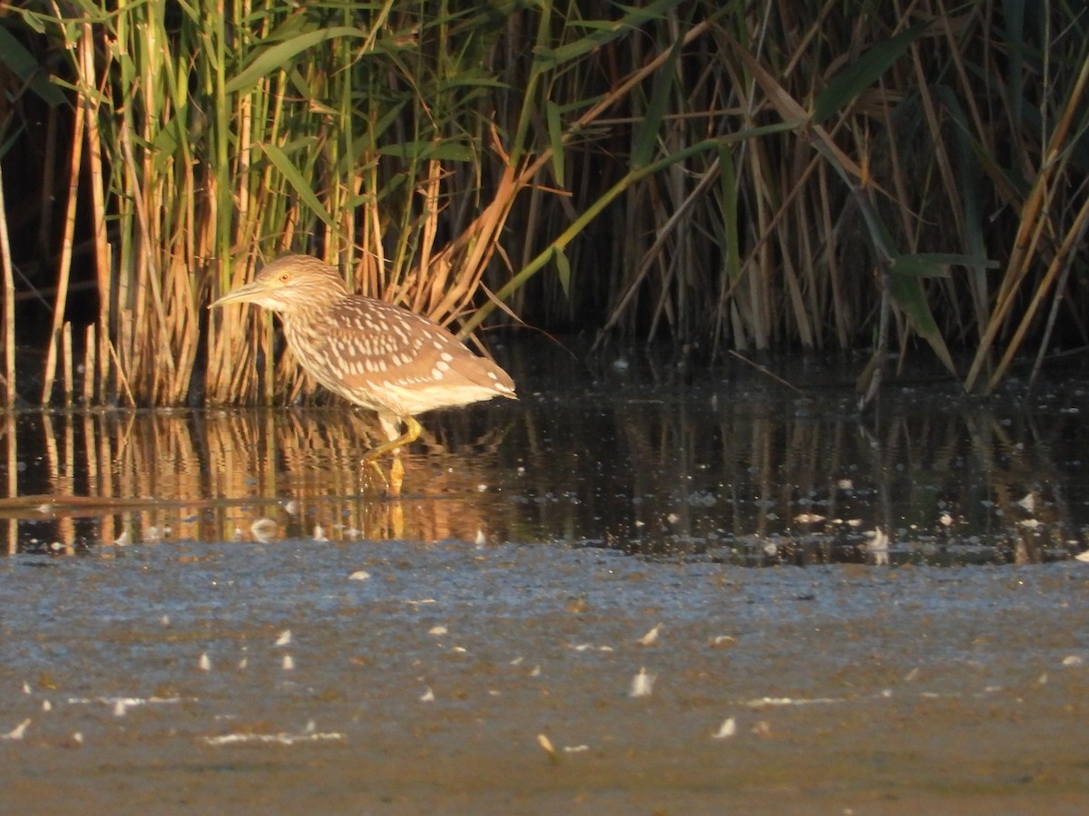 夜鷺 - ML647396962