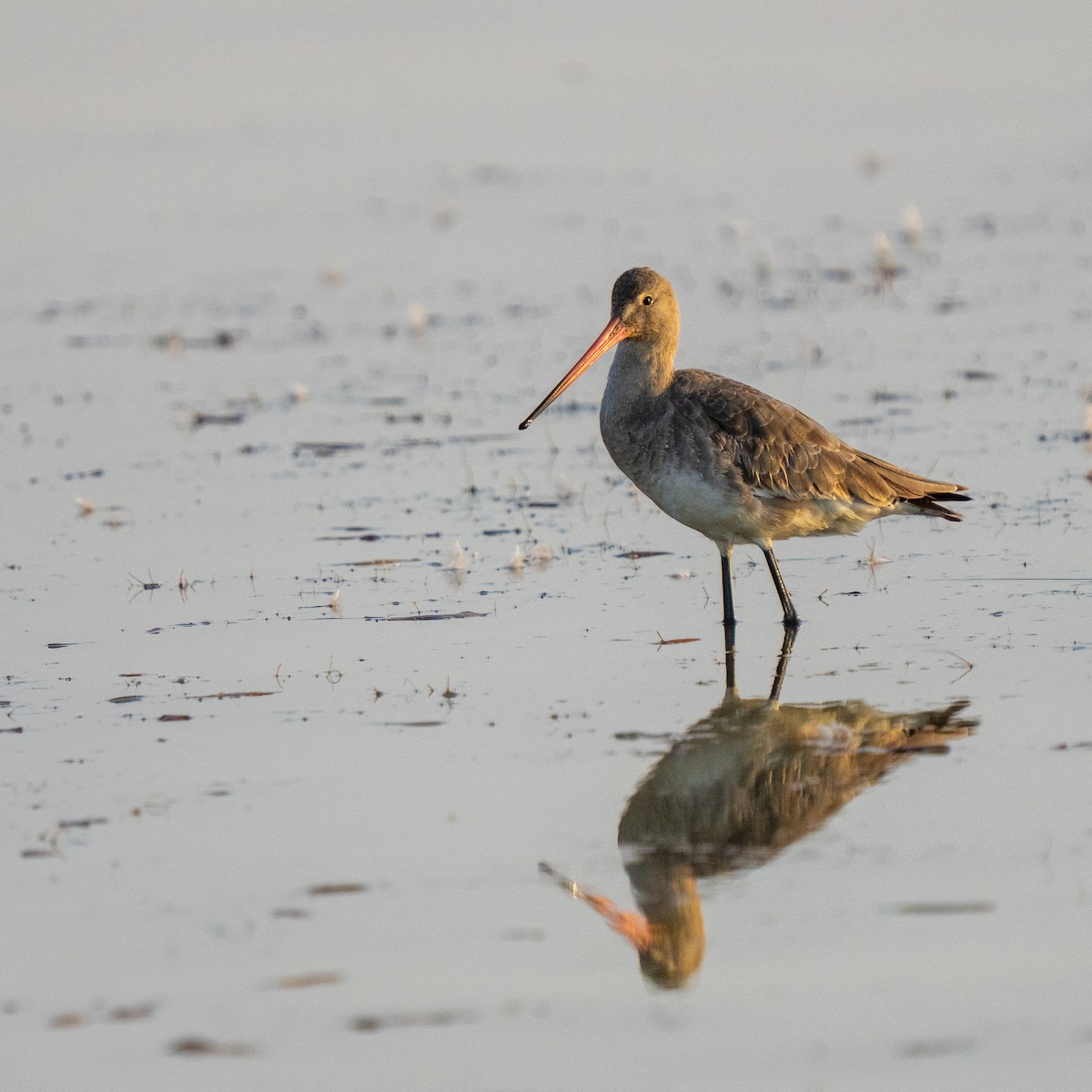 黑尾鷸 - ML647396963