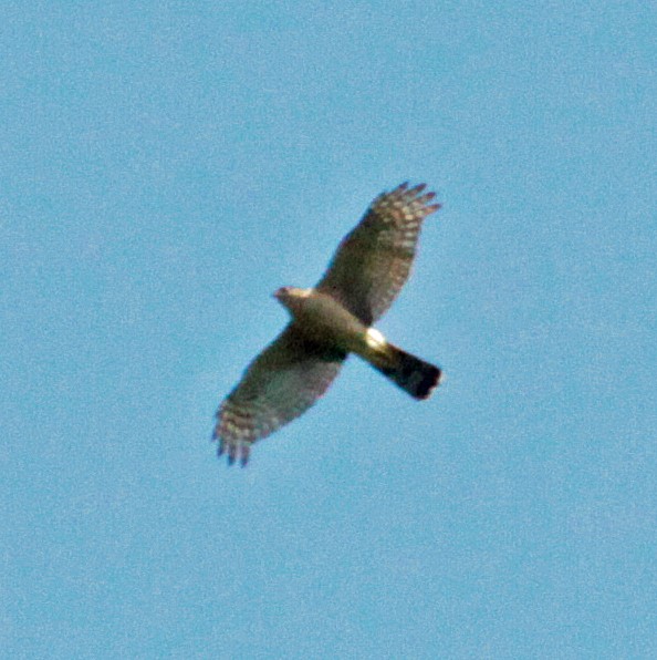 Cooper's Hawk - ML647396964