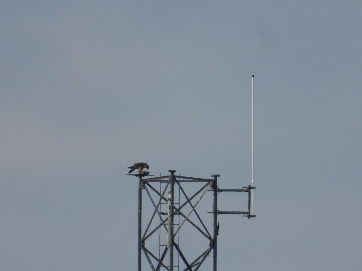 遊隼 - ML647396966