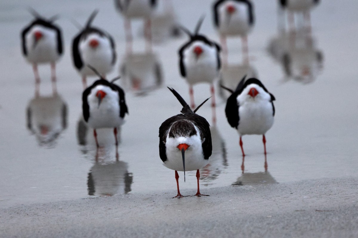 Black Skimmer - ML647396967