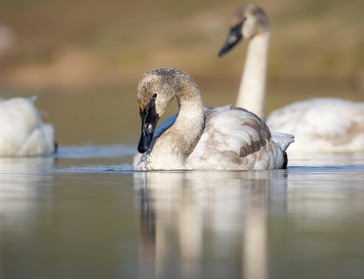 Trumpeter Swan - ML647396968