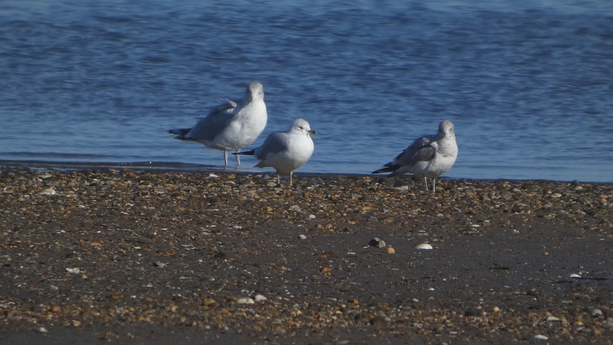 Short-billed Gull - ML647396969