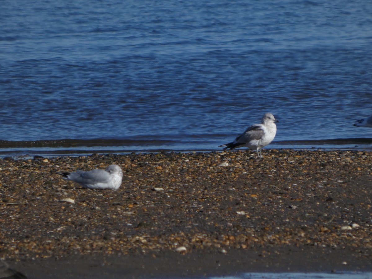 Short-billed Gull - ML647396970