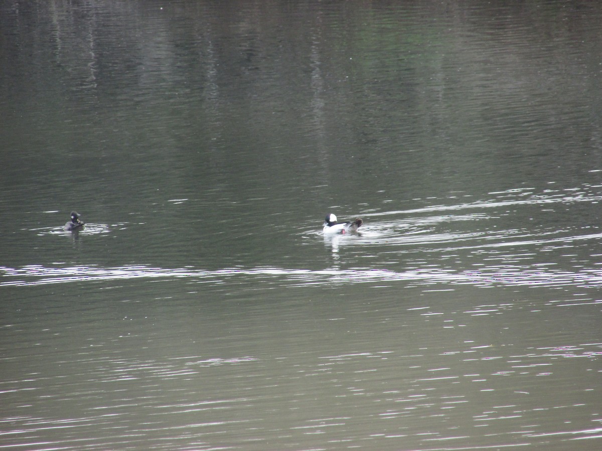 Bufflehead - ML647396971