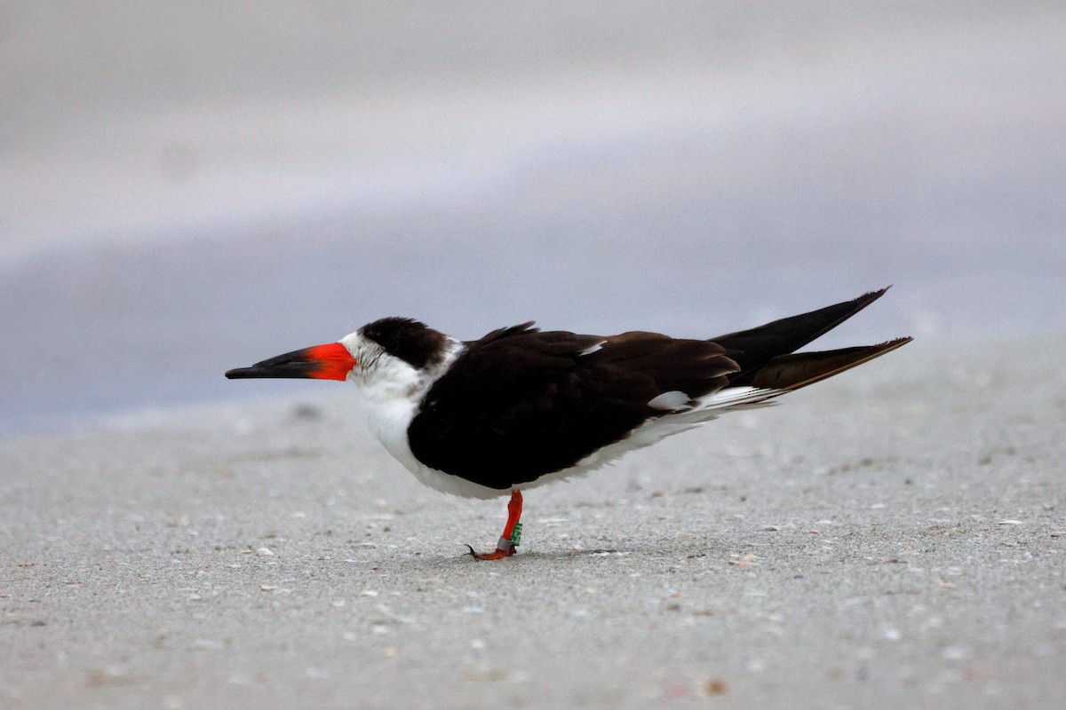 Black Skimmer - ML647396972