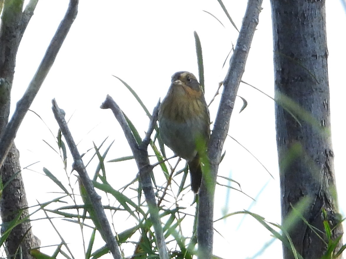 Nelson's Sparrow - ML647396973