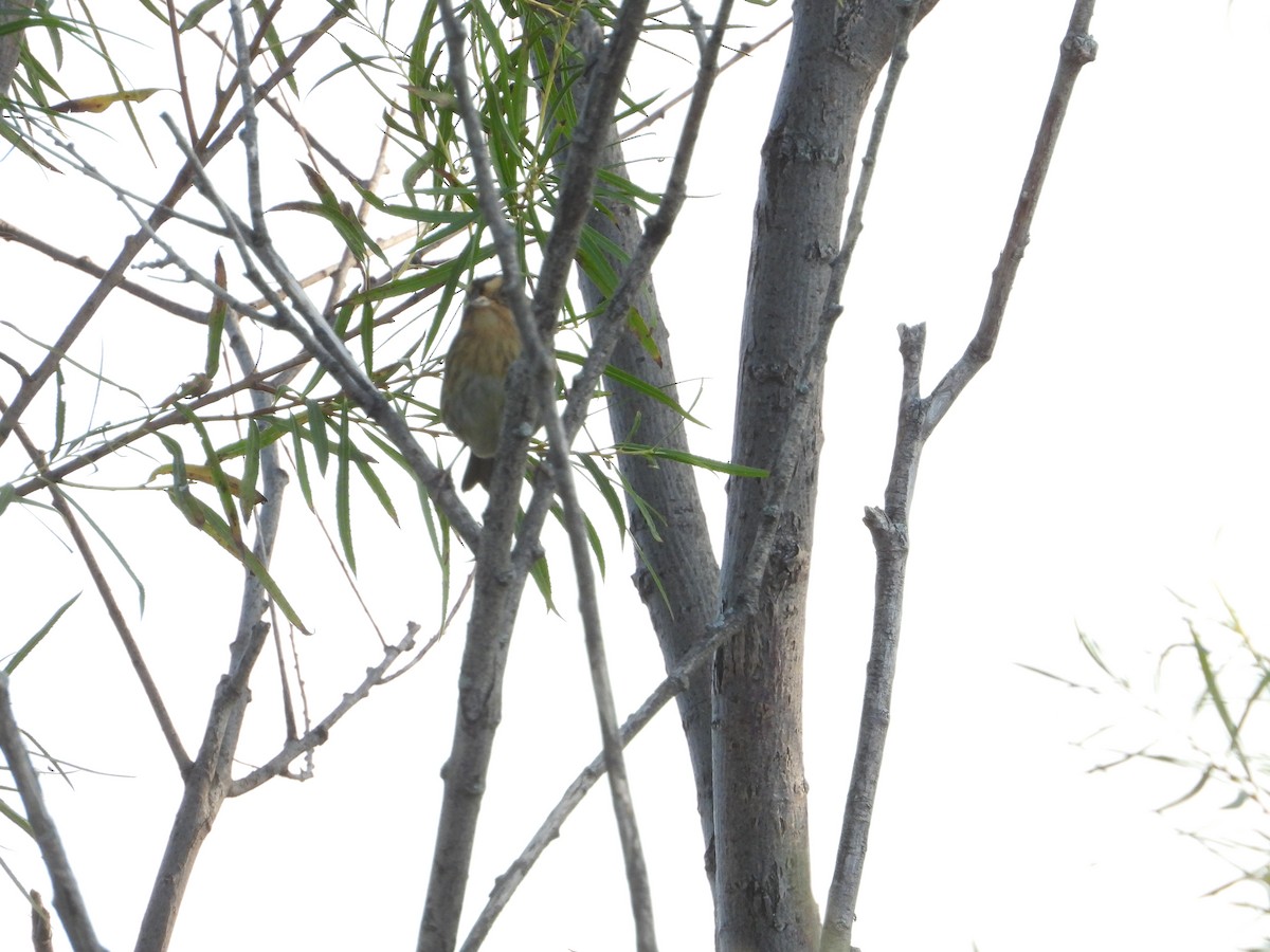 Nelson's Sparrow - ML647396974
