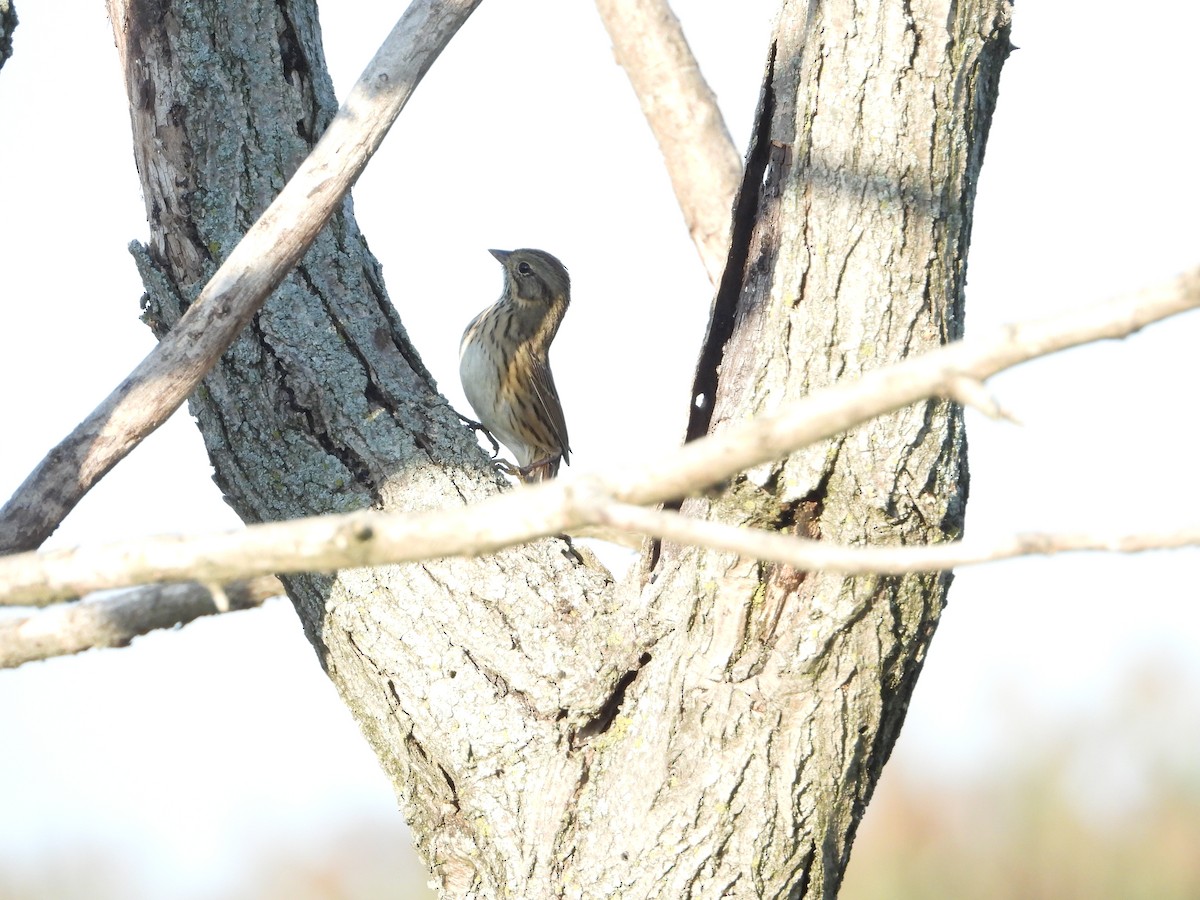 Lincoln's Sparrow - ML647396975
