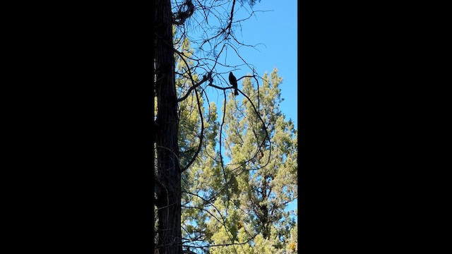 Горобцеподібні sp. - ML647396978