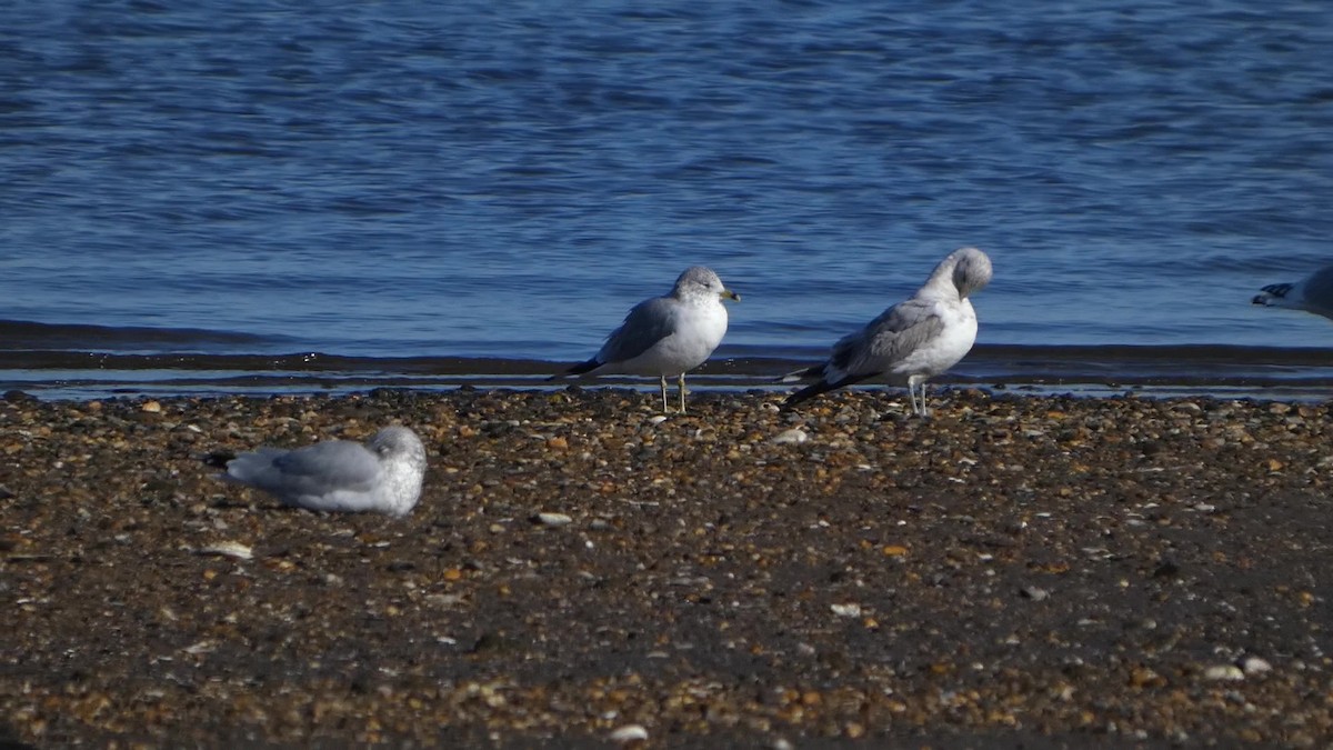 Short-billed Gull - ML647396980
