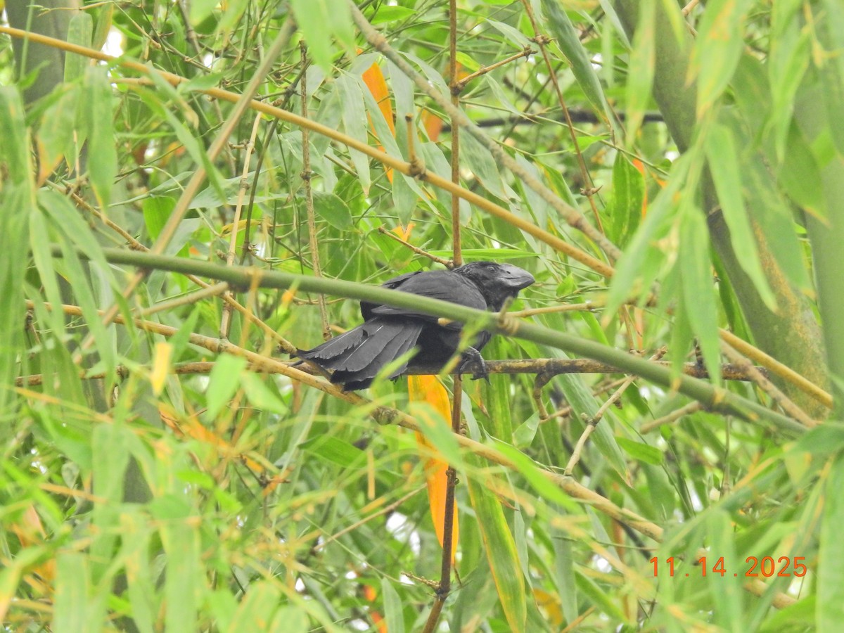 Smooth-billed Ani - ML647396997