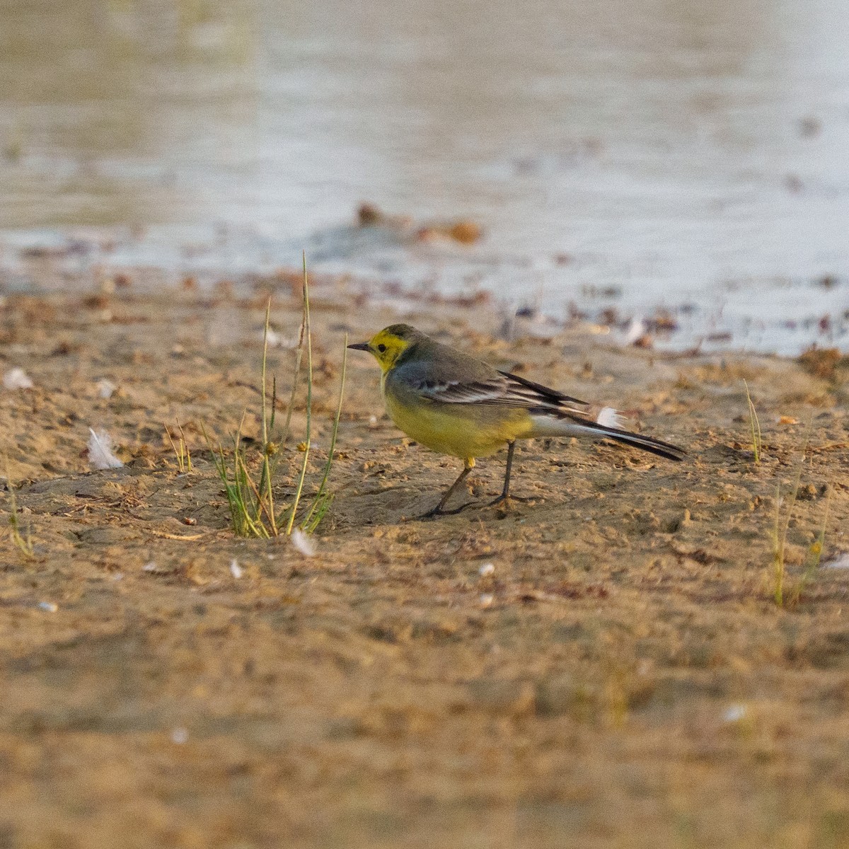 Citrine Wagtail - ML647397000
