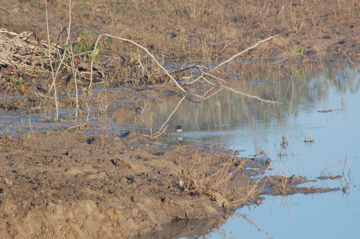 vodouš bahenní - ML647397003