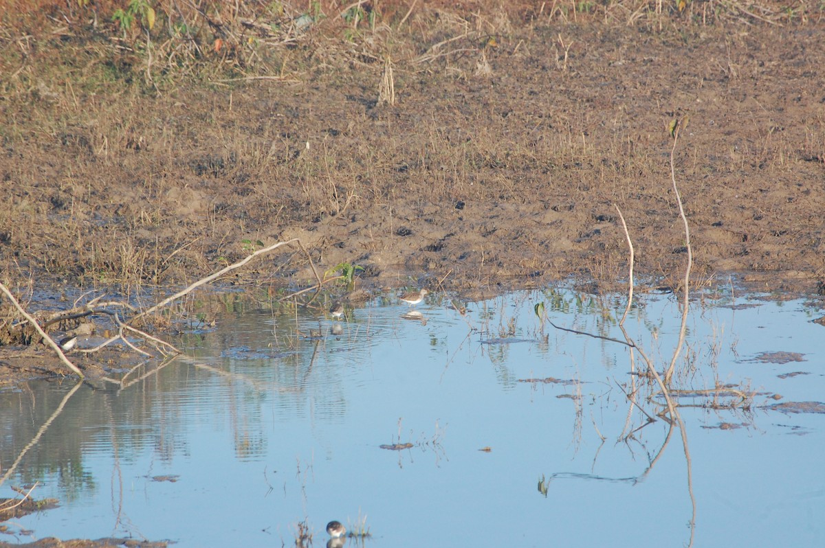 vodouš bahenní - ML647397004