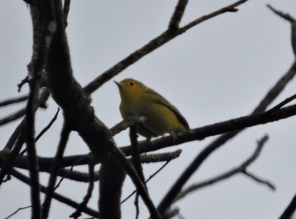 Paruline à calotte noire - ML647397007