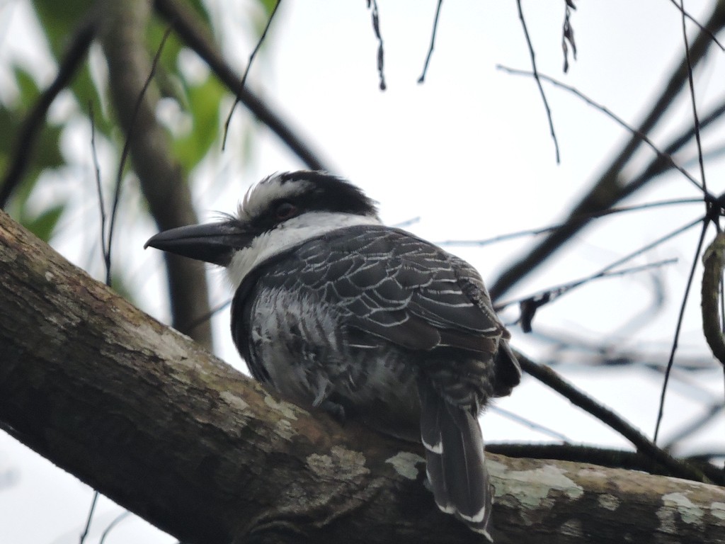 Tamatia à front blanc - ML647397009