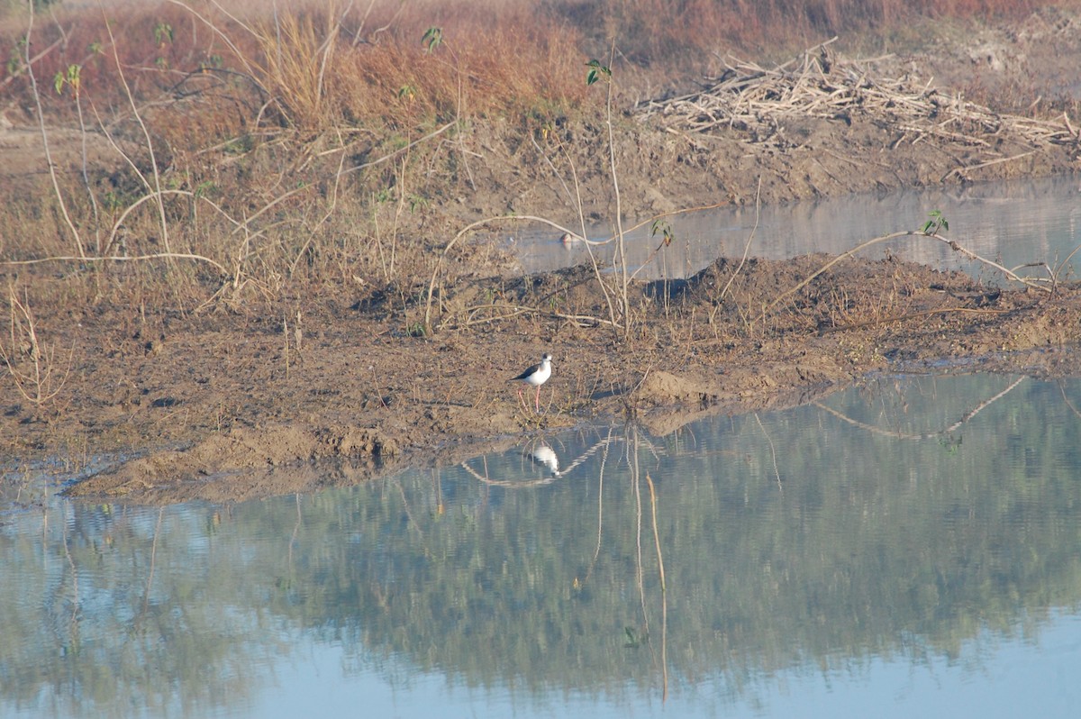 高蹺鴴 - ML647397010