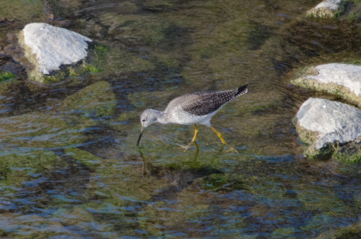 Greater Yellowlegs - ML647397011