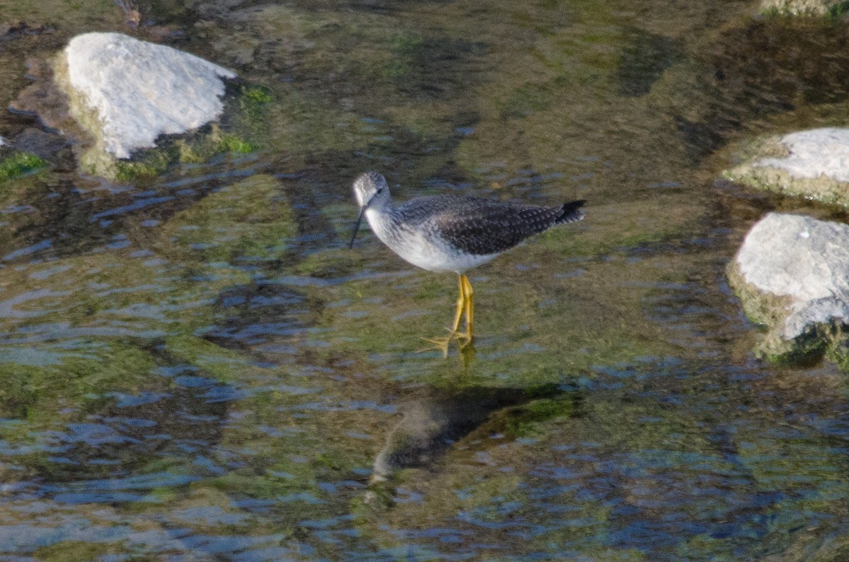 Greater Yellowlegs - ML647397012
