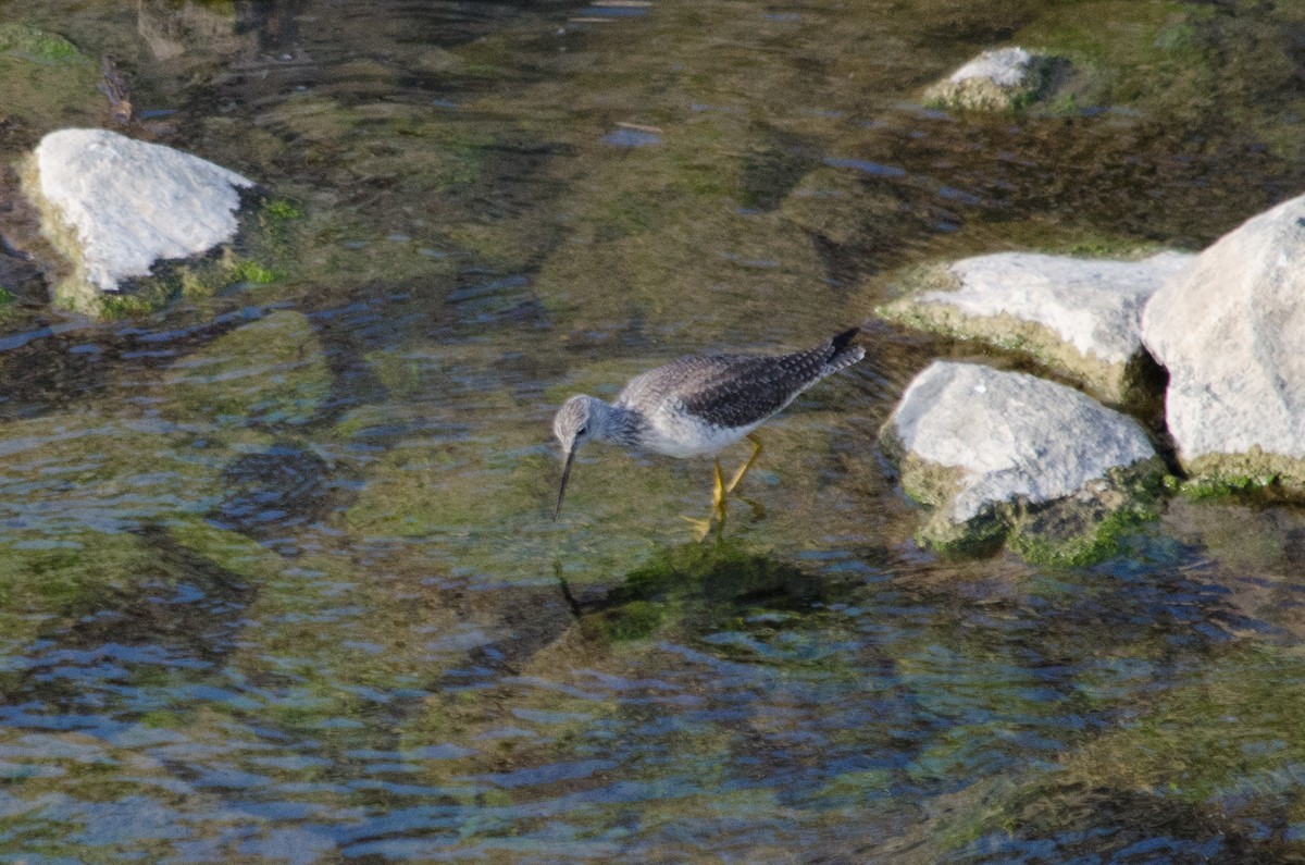 Greater Yellowlegs - ML647397013