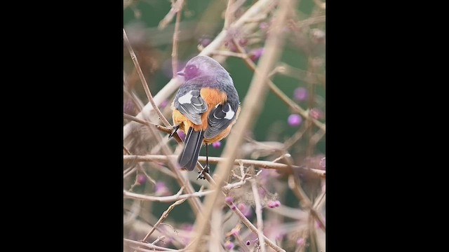 Горихвістка сибірська - ML647397031