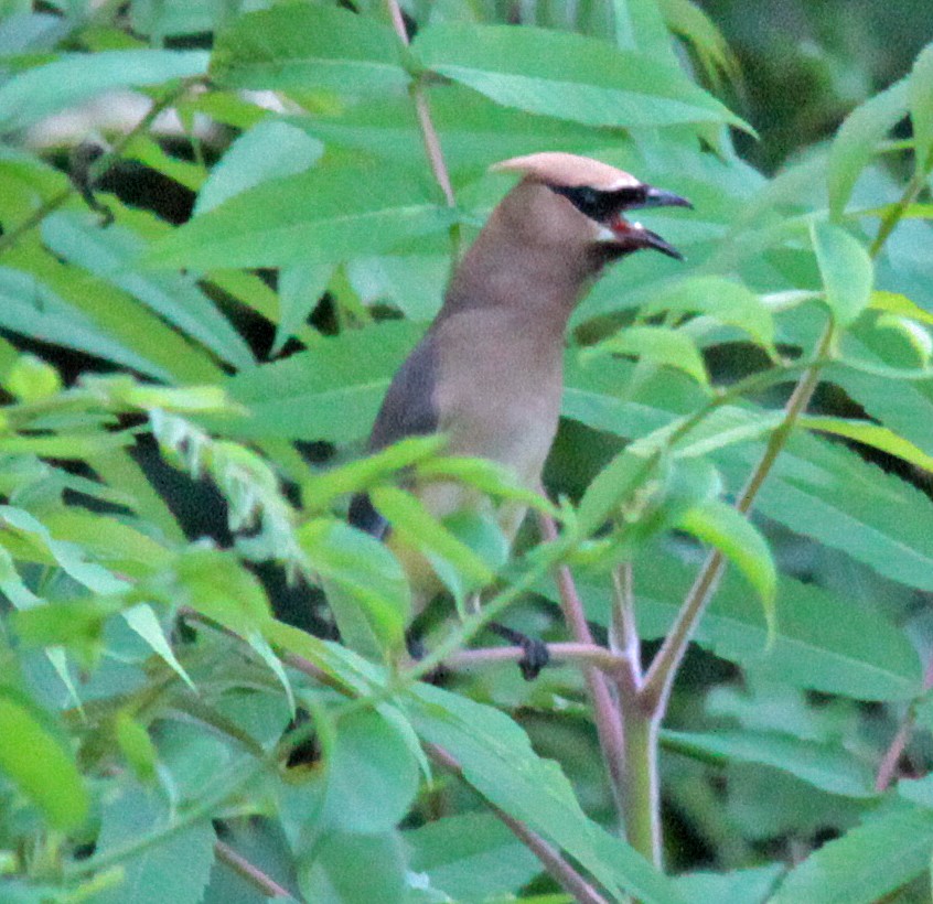 Cedar Waxwing - ML647397034