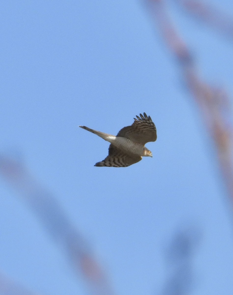 Atmaca - ML647397056