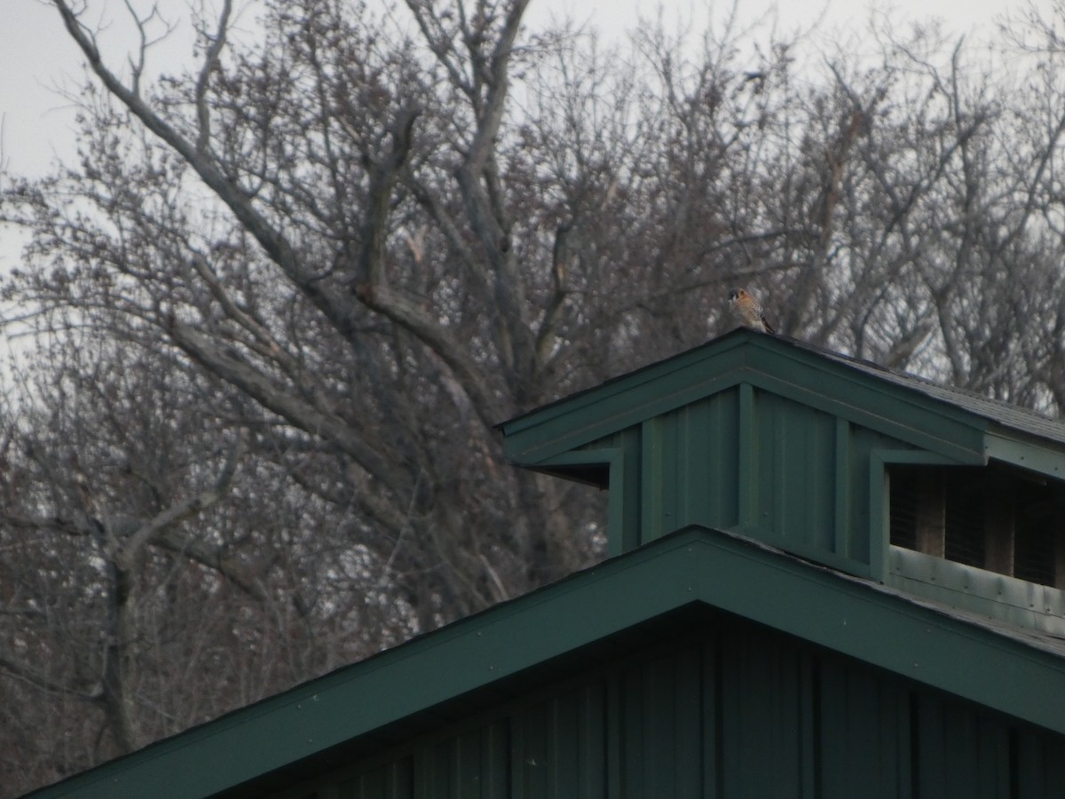 American Kestrel - ML647397069