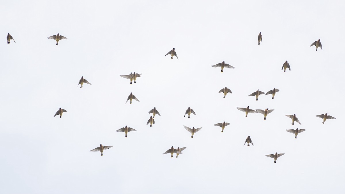 Cedar Waxwing - ML647397072