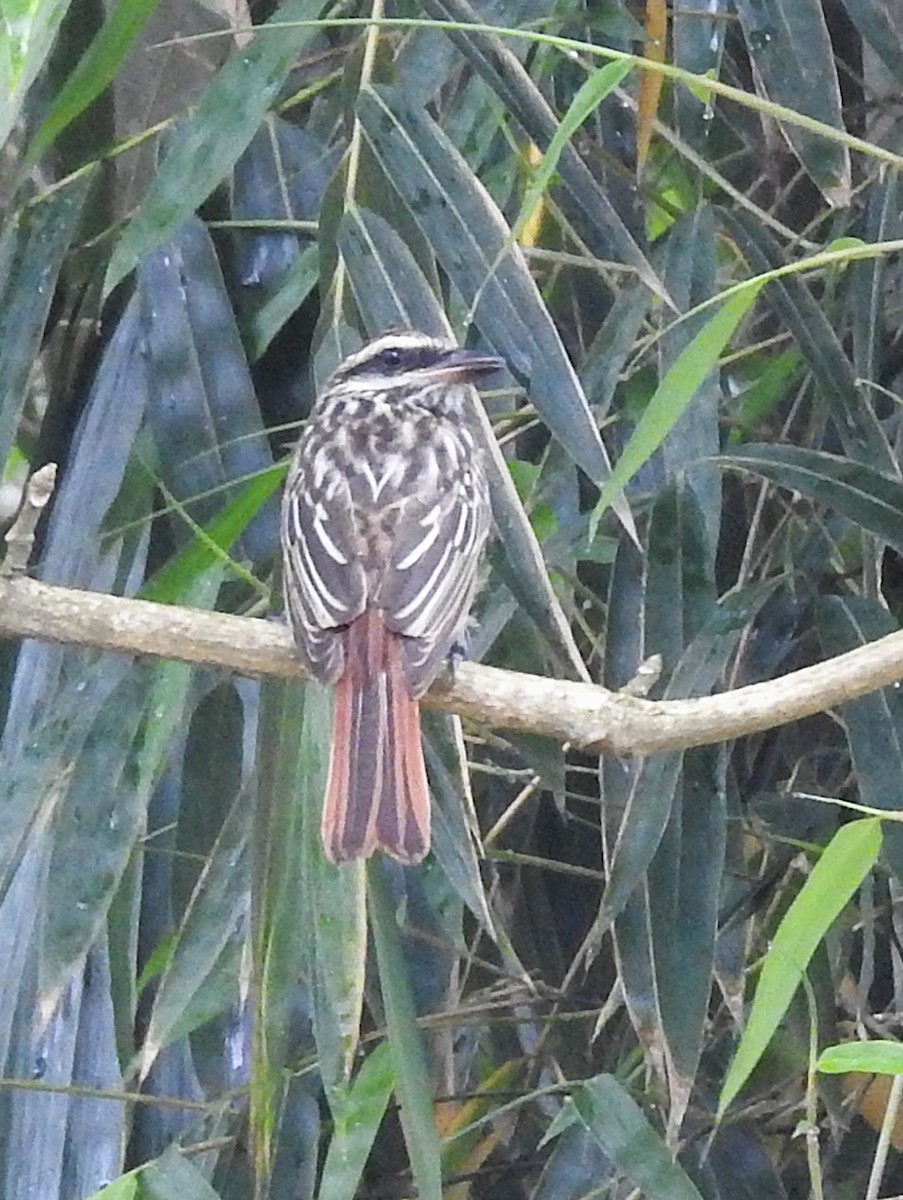 Streaked Flycatcher - ML647397111