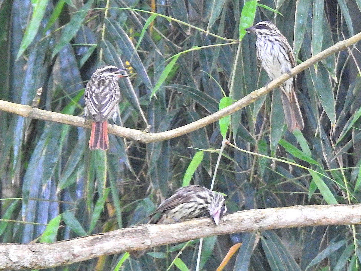 Streaked Flycatcher - ML647397119