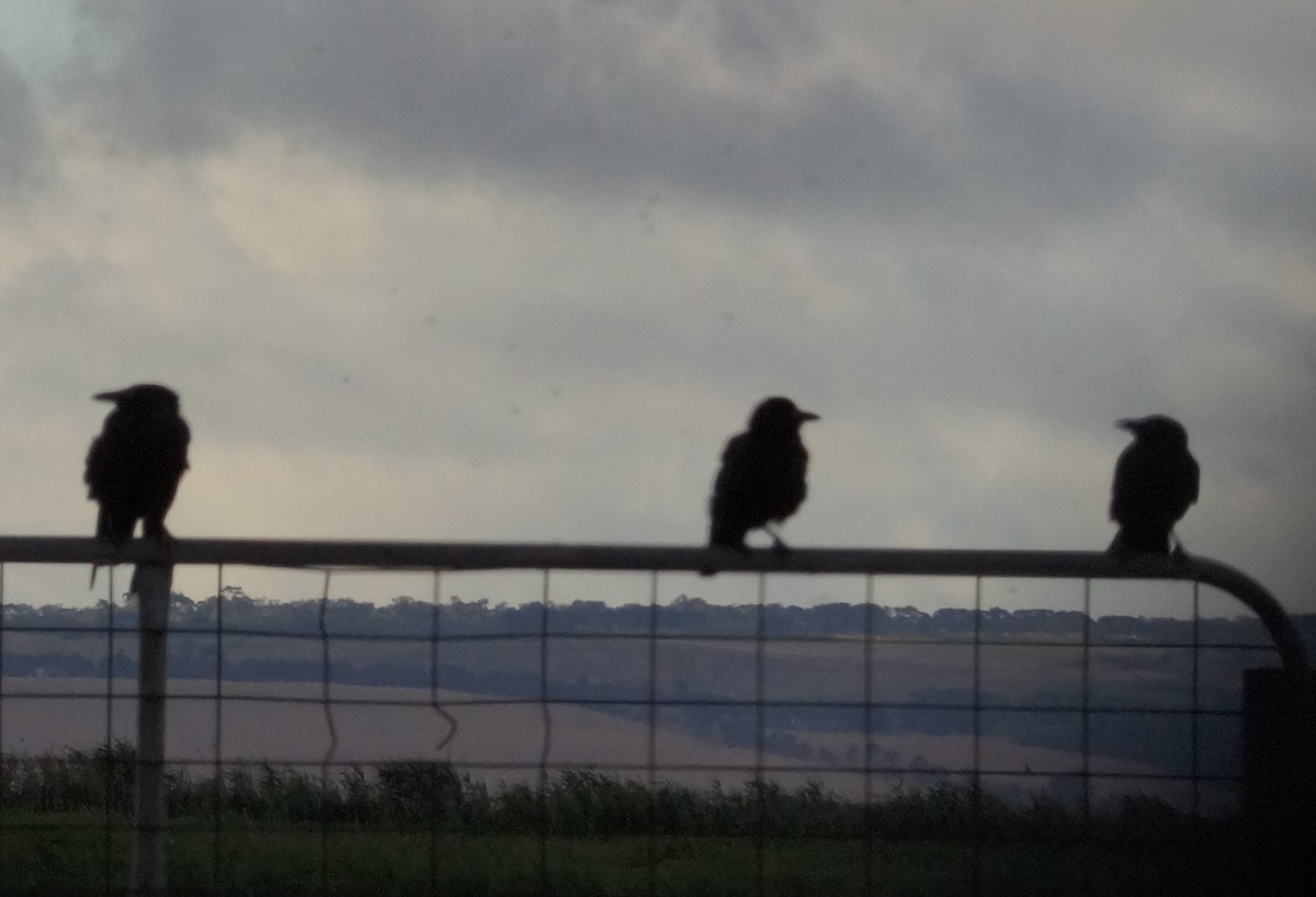 Little Raven - ML647397120