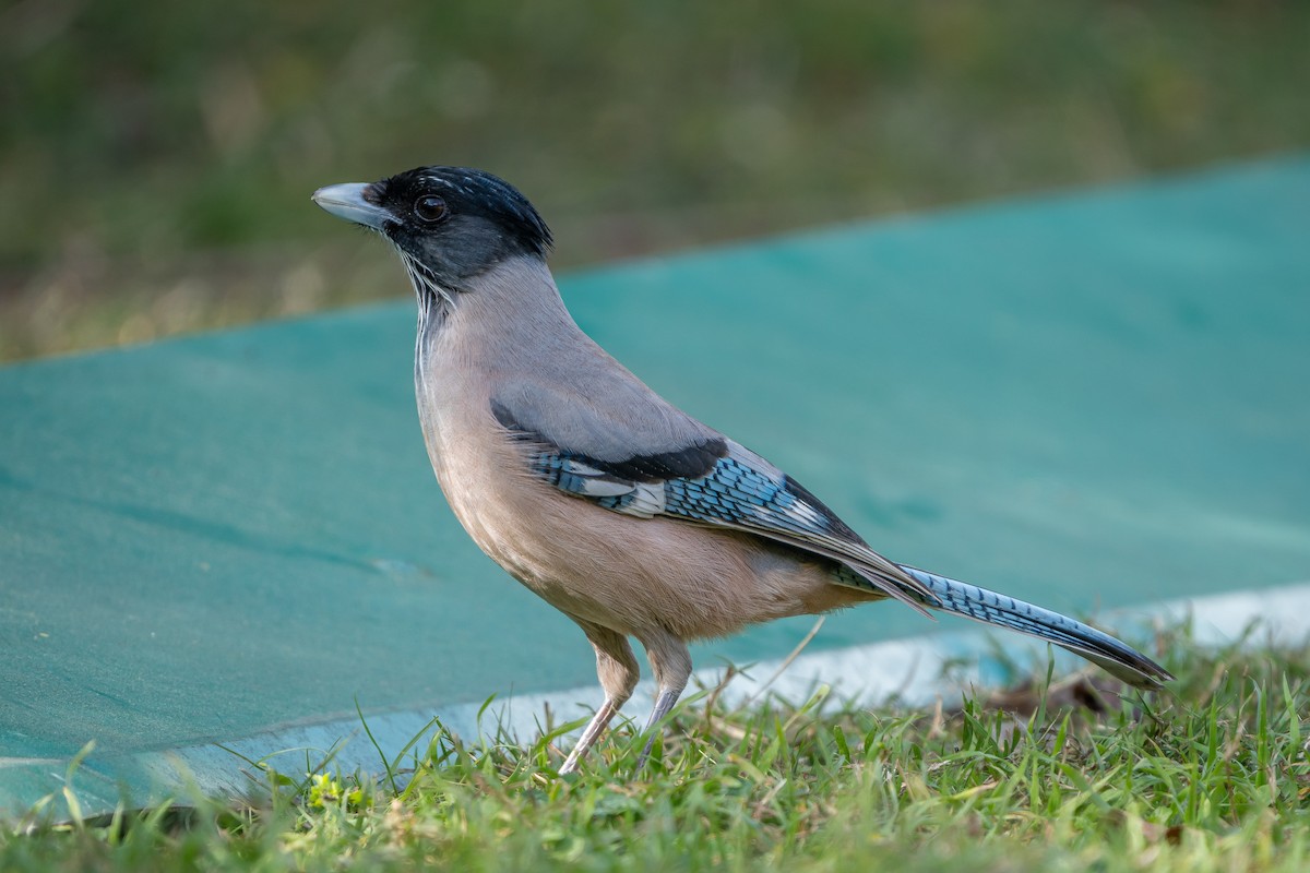 Arrendajo Cabecinegro - ML647397130