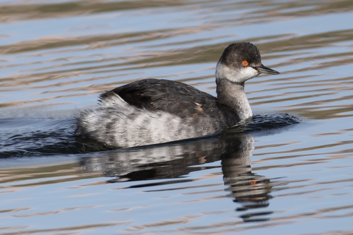 Eared Grebe - ML647397134