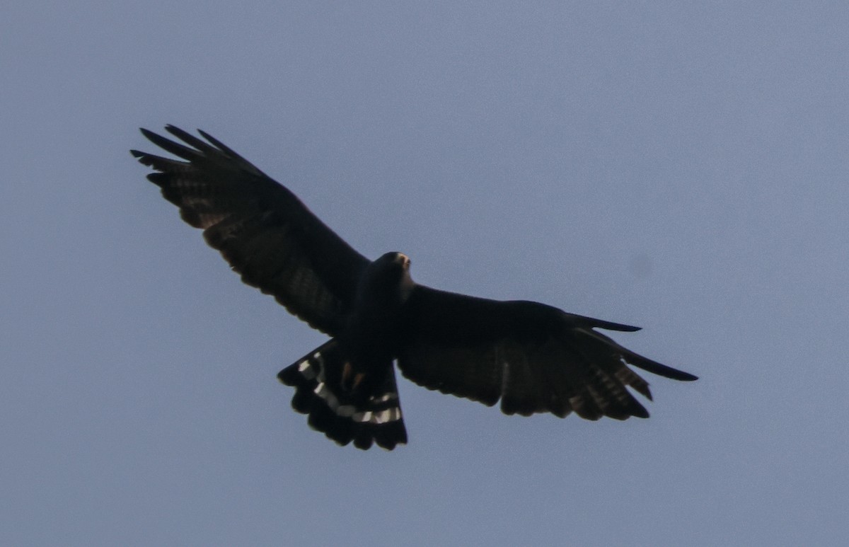 Zone-tailed Hawk - ML647397149