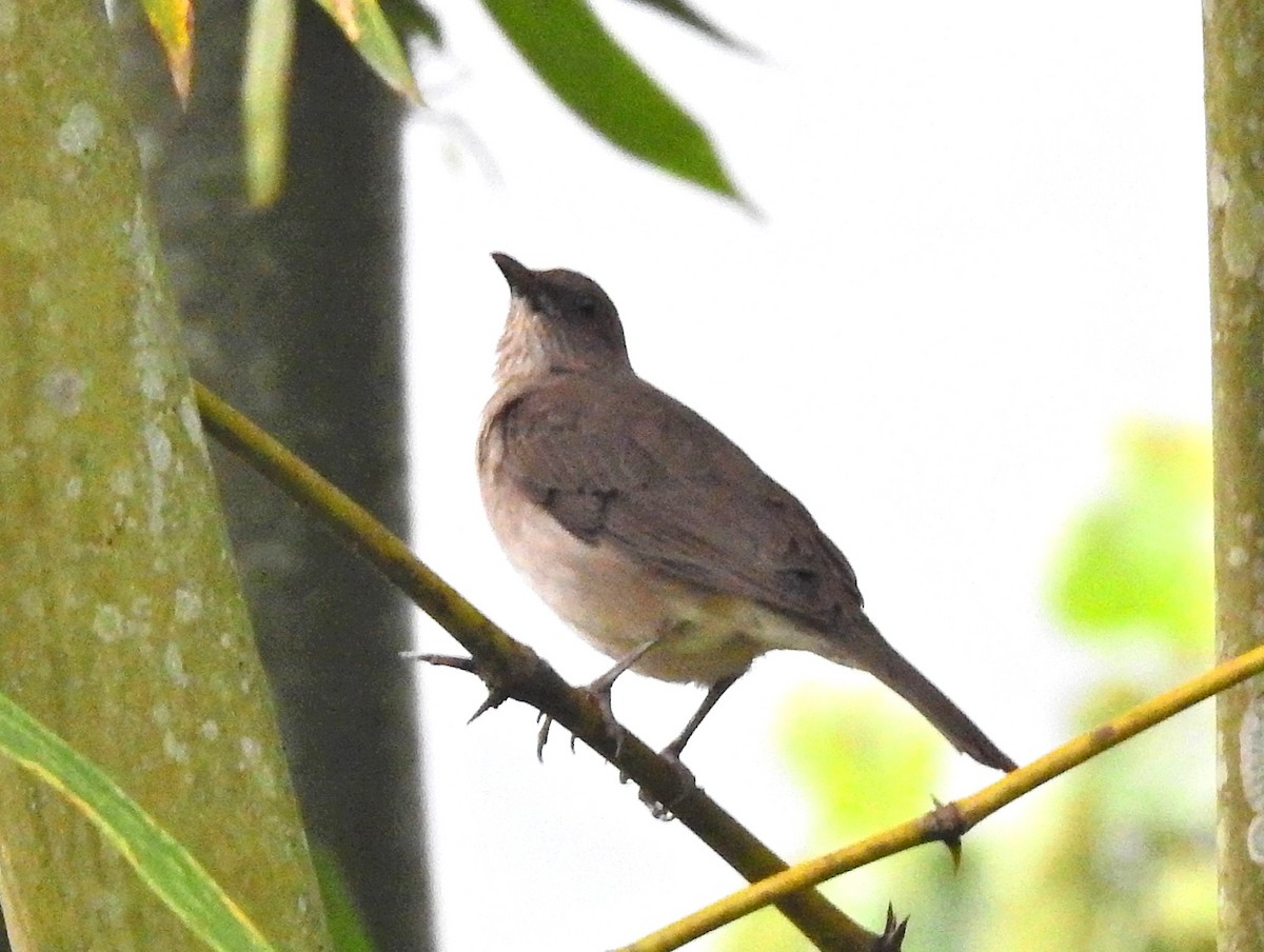 Black-billed Thrush - ML647397150