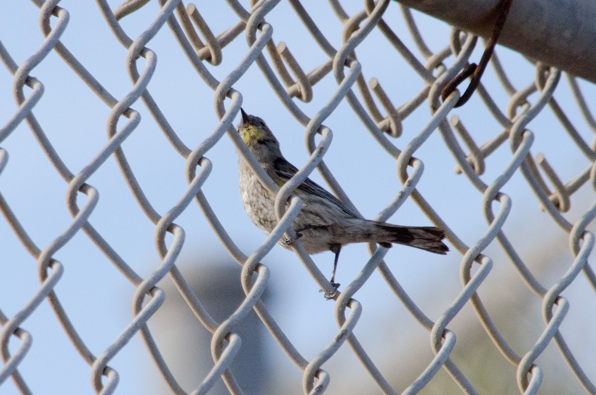 Yellow-rumped Warbler - ML647397152