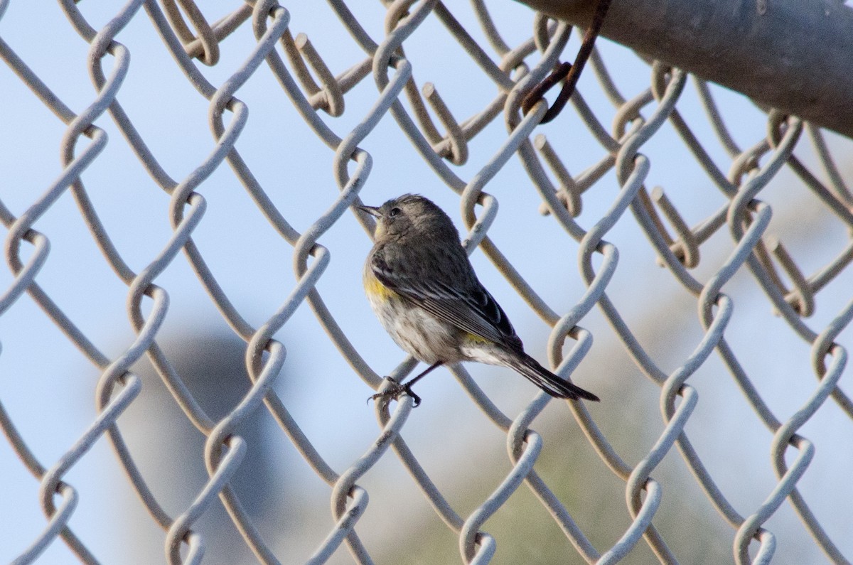 Yellow-rumped Warbler - ML647397153