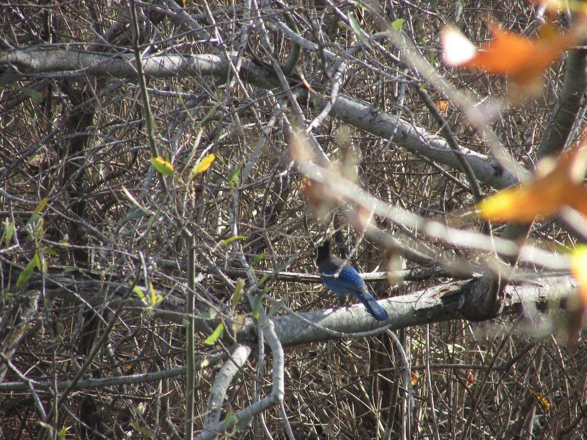 Steller Kargası - ML647397157