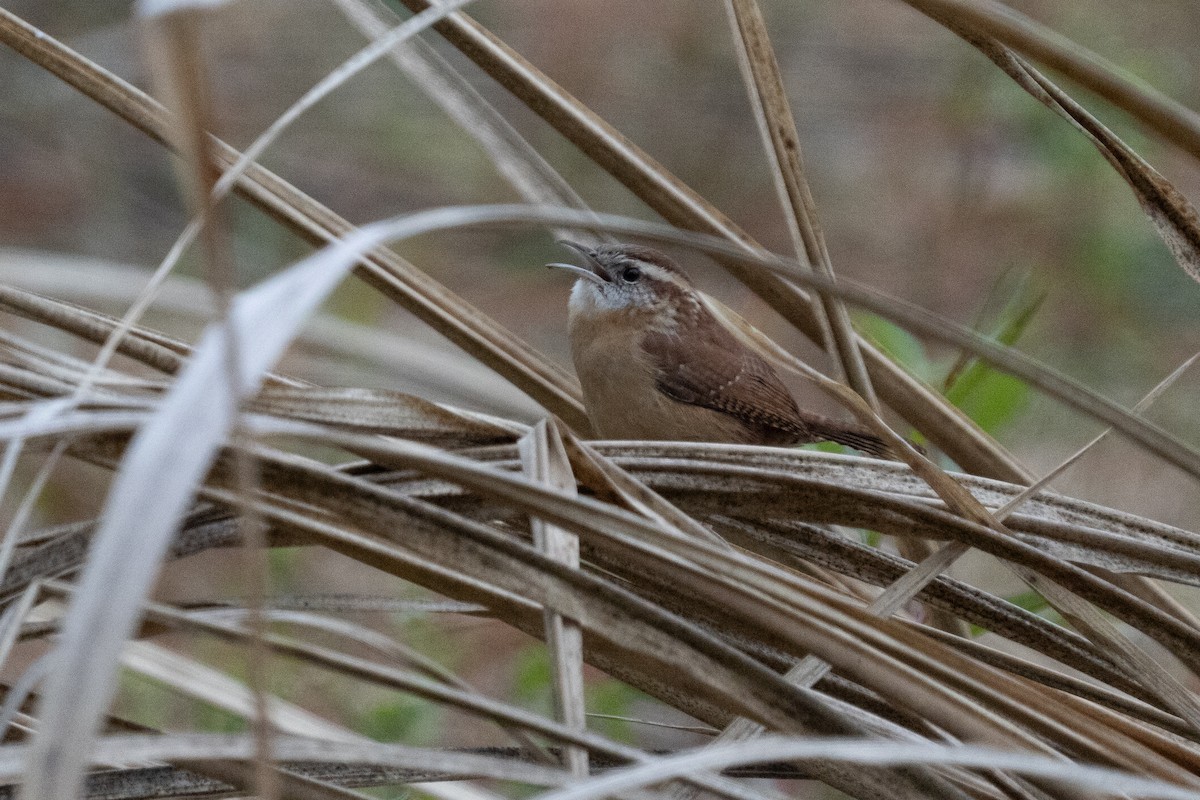 Carolina Wren - ML647397167