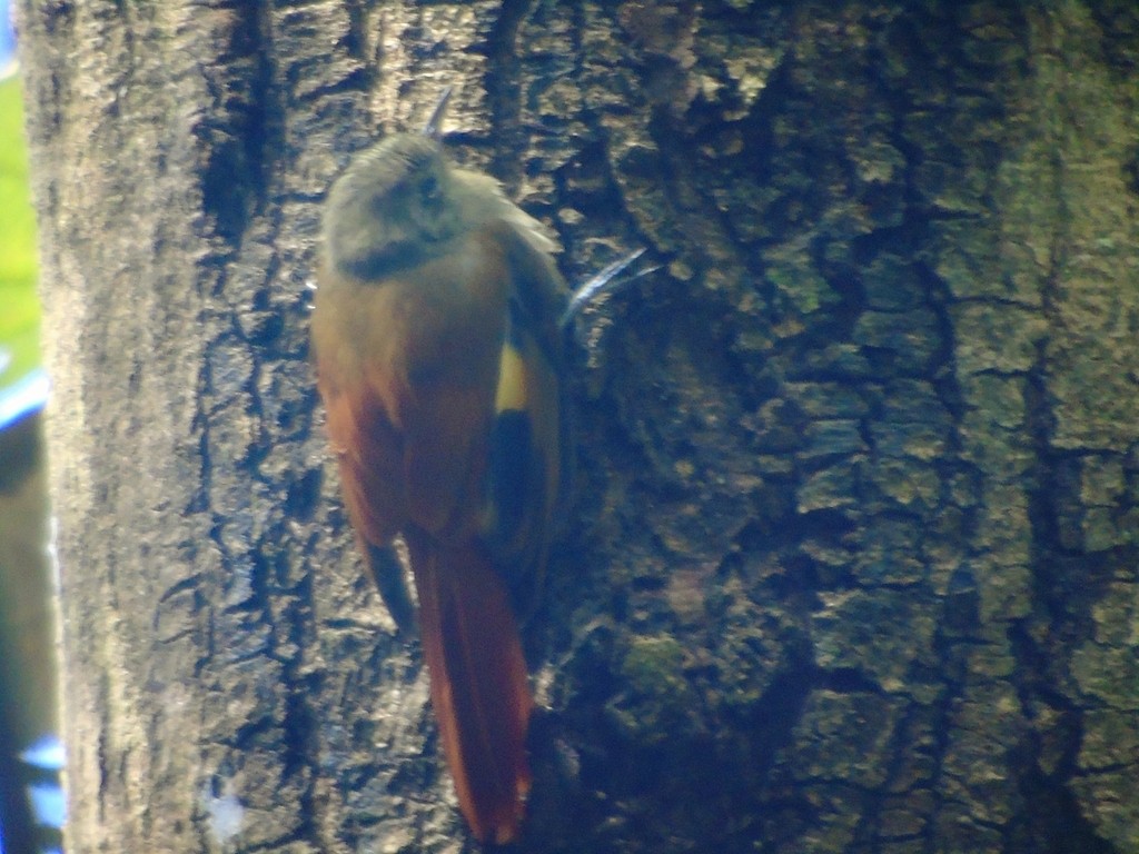 Olivaceous Woodcreeper - ML647397170